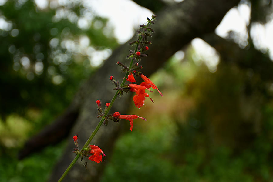 Firebush Flowers Photograph by Christopher Mercer