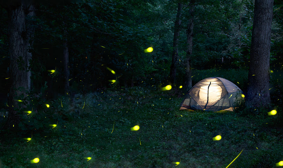 Fireflies Photograph - Fireflies Dating Night by Ken Liang