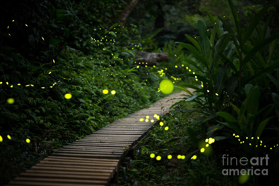 Country Photograph - Fireflies In The Bush At Night In Taiwan by Richie Chan Country Photograph - Fireflies In The Bush At Night In Taiwan by Richie Chan