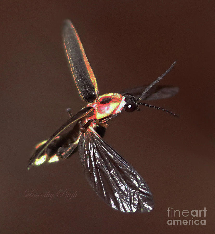 Firefly in flight Photograph by Dorothy Pugh