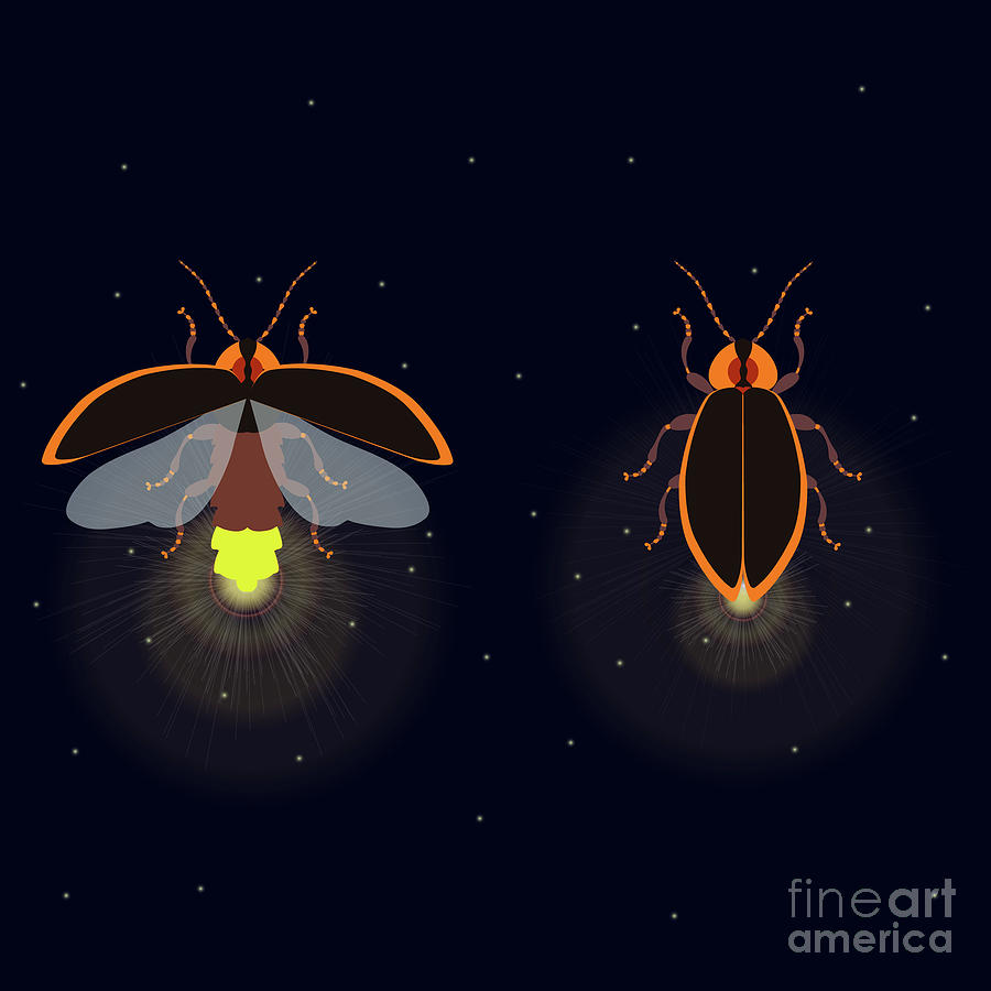 Firefly Insects Photograph by Art4stock/science Photo Library