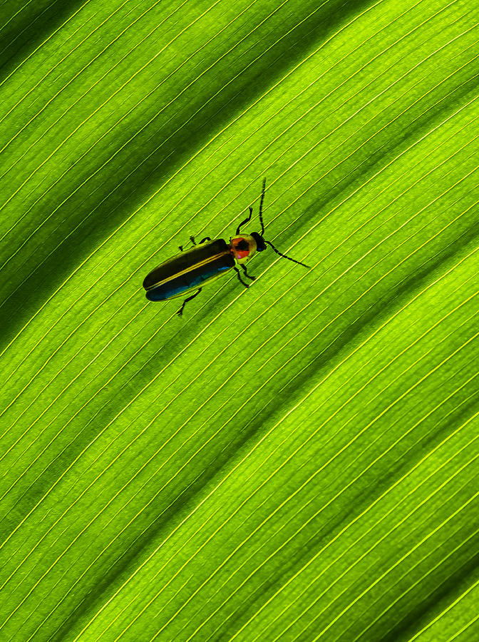 Firefly Photograph - Firefly On Canna Leaf by Andrew Beavis