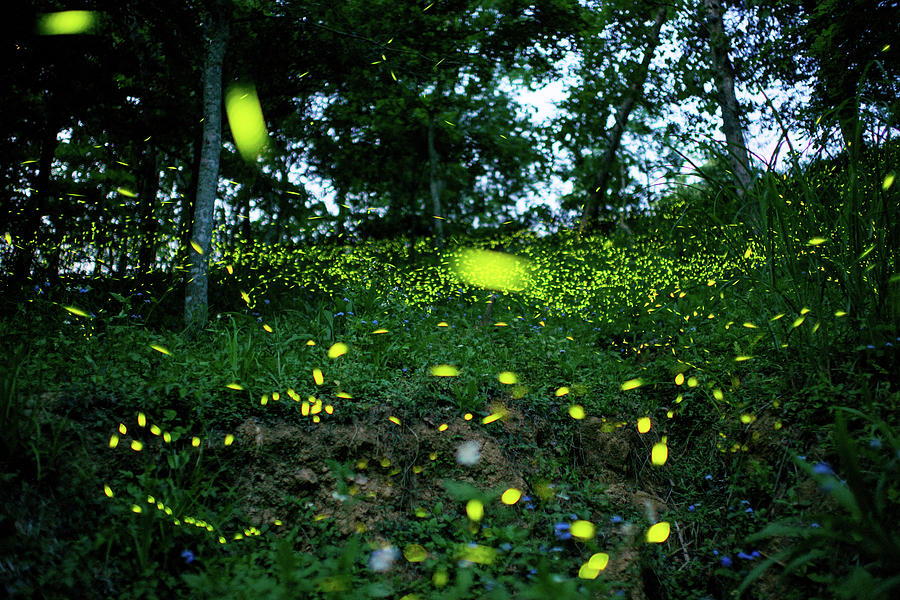 Firefly Photograph by Stagnantlife