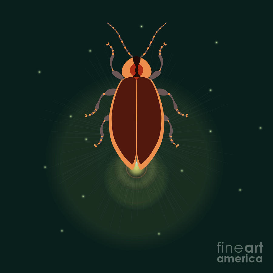 Firefly With Closed Wings Photograph by Art4stock/science Photo Library
