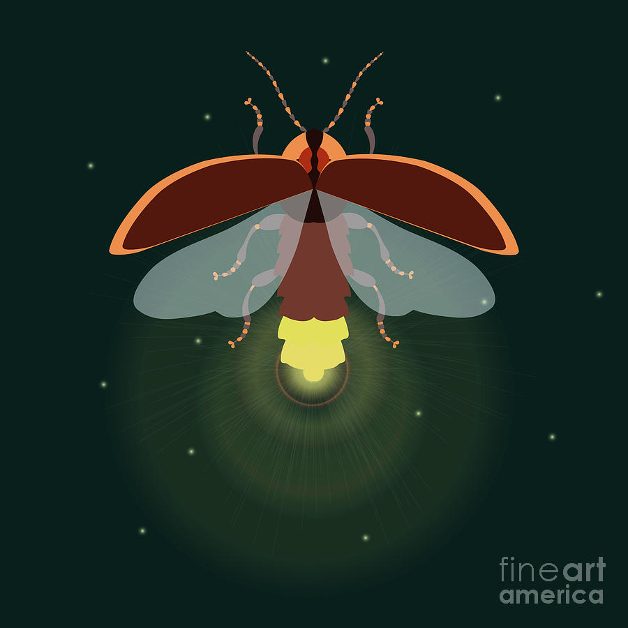 Firefly With Open Wings Photograph by Art4stock/science Photo Library