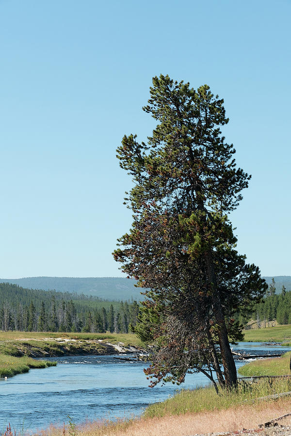 Firehole River Tree Photograph by Laurel Powell