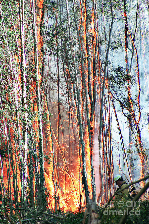 Firemen At A Controlled Burn Of Trees Photograph by Jeffrey Greenberg/uig/science Photo Library