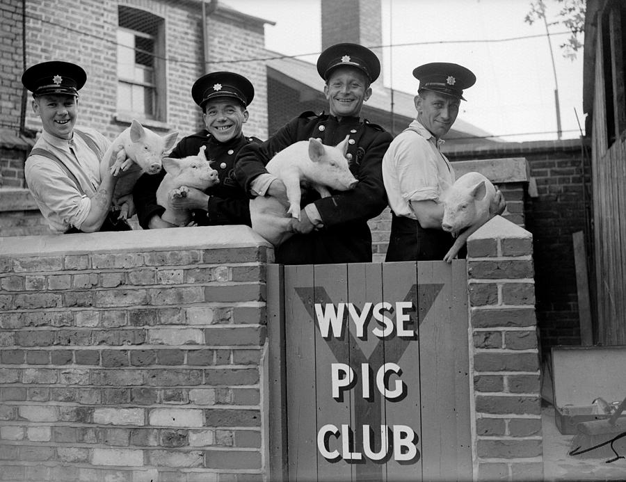 Firemens Pigs Photograph by Harry Todd Firemens Pigs Photograph by Harry Todd
