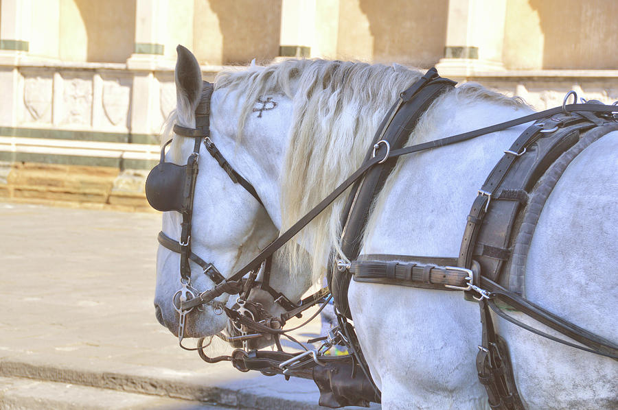 Firenze Carriage Pair Photograph by JAMART Photography