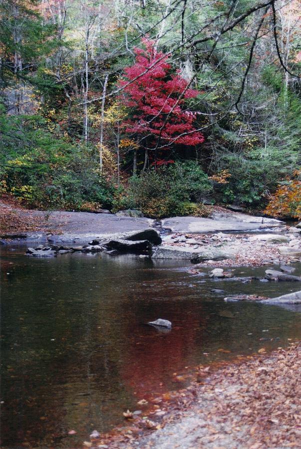 Fires Creek in Fall Photograph by Lois Tomaszewski