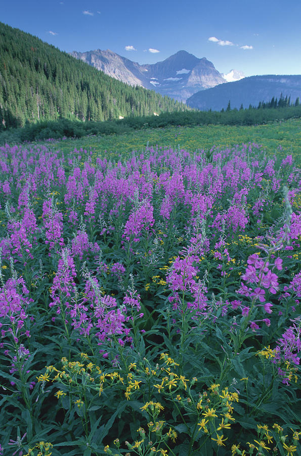 Nature Photograph - Fireweed & Groundsel, Glacier National by Art Wolfe