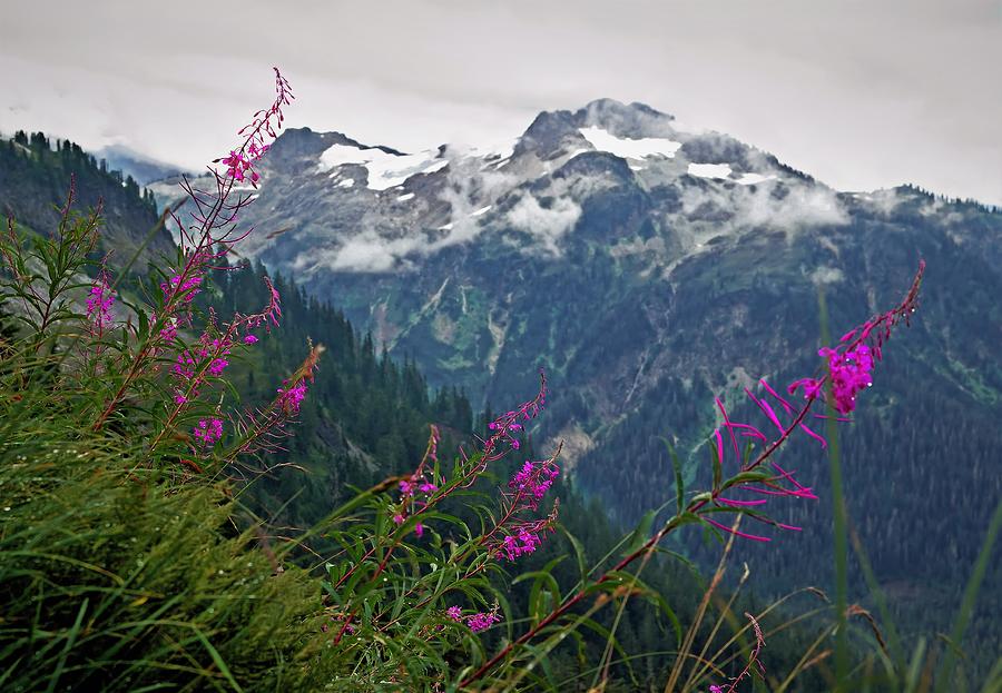 Fireweed and Mount Shuksan Photograph by Scenic Edge Photography