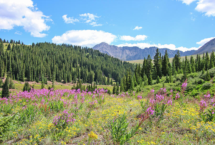 Fireweed and Mountains by Joseph Holub Fireweed and Mountains by Joseph Holub