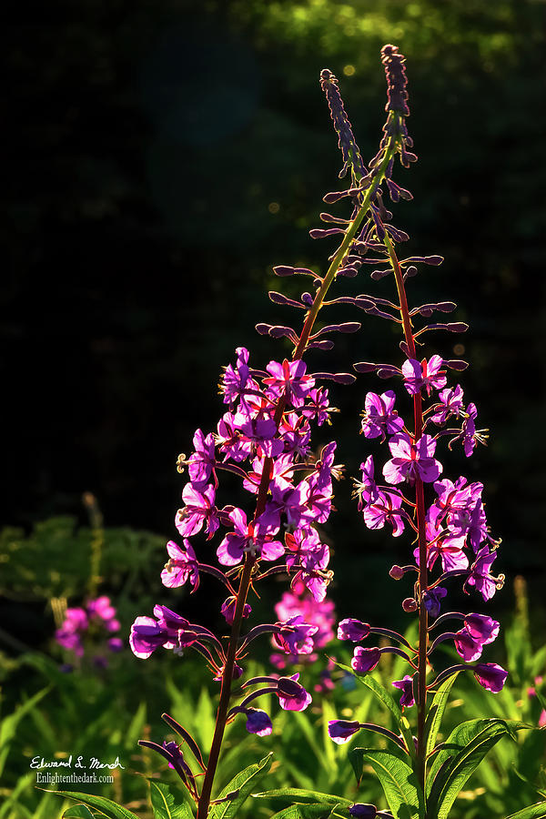 Fireweed Couple Photograph by Edward Marsh