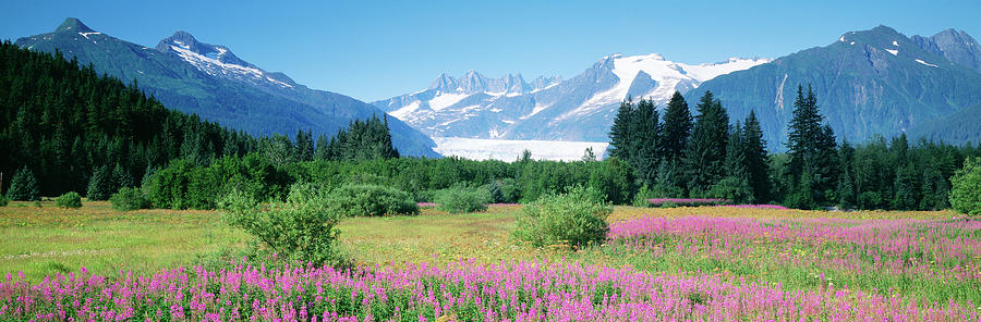 Fireweed, Mendenhall Glacier, Juneau Photograph by Panoramic Images