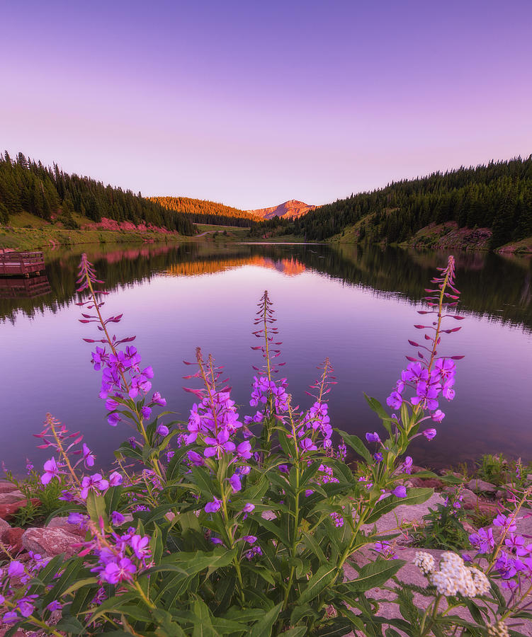 Fireweed Sunset Photograph by Darren White