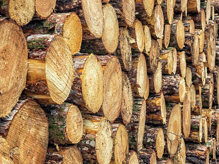 Tree Photograph - Firewood  by Nick Bywater