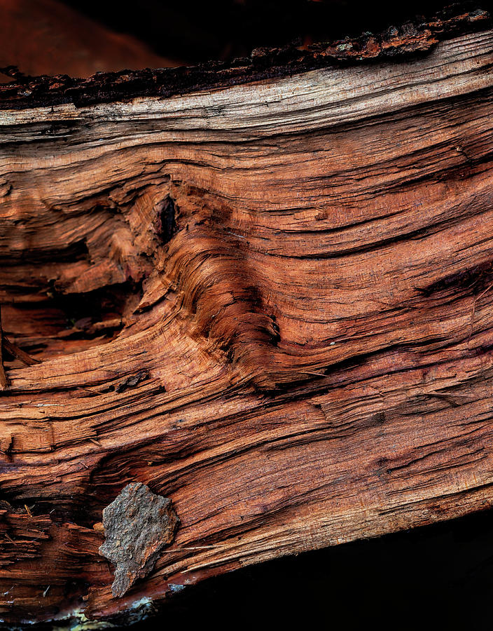 Firewood Photograph by Robert Ullmann