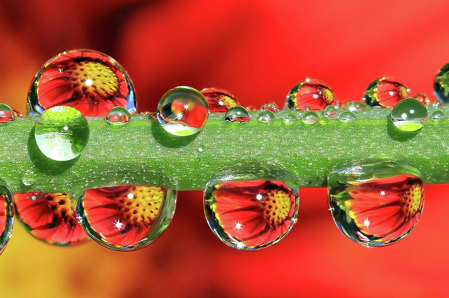 Flowers Still Life Photograph - Firey Drops by Gary Yost