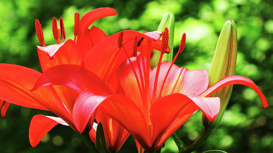 Lily Photograph - Firey Lily by Cathy Harper