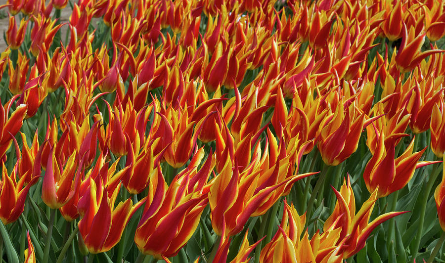 Firey Red Tulips Photograph by Eleanor Bortnick