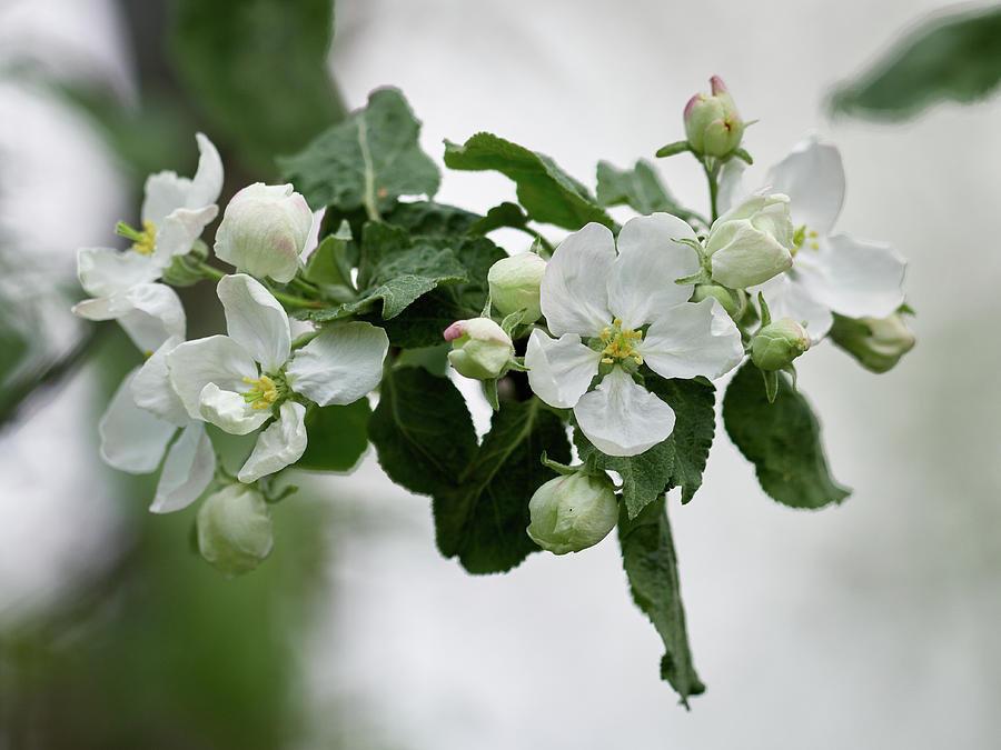 First Apple Flowers 1 Photograph