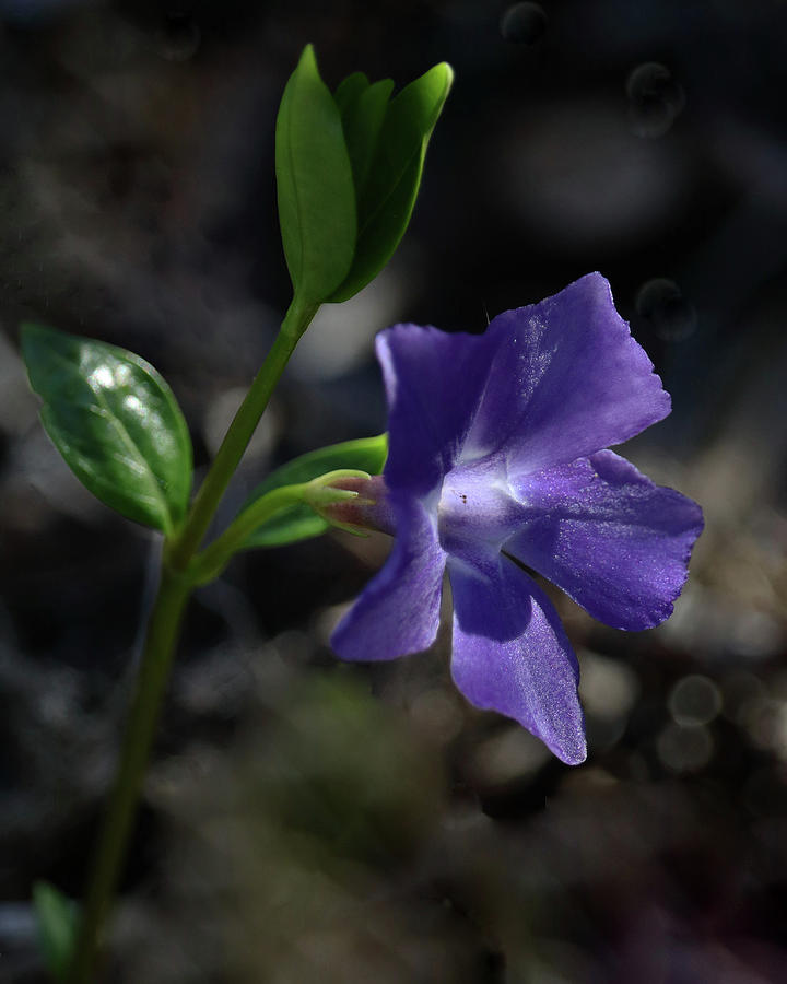 First Blooms Photograph by Iina Van Lawick