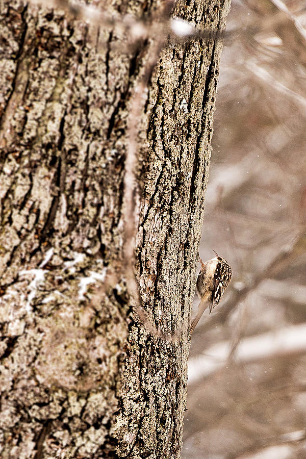 First Brown Creeper by onyonet photo studios First Brown Creeper by onyonet photo studios