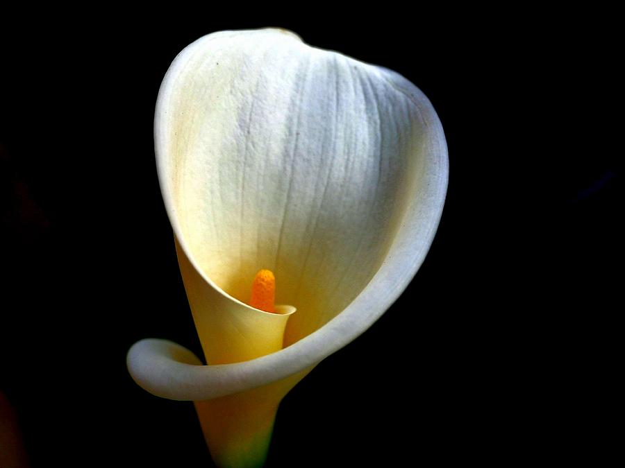 First Calla Lily of Winter Photograph by Richard Thomas