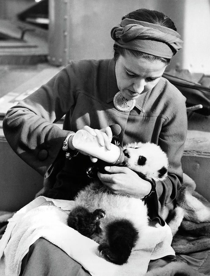 First Captive Panda Photograph by Underwood Archives