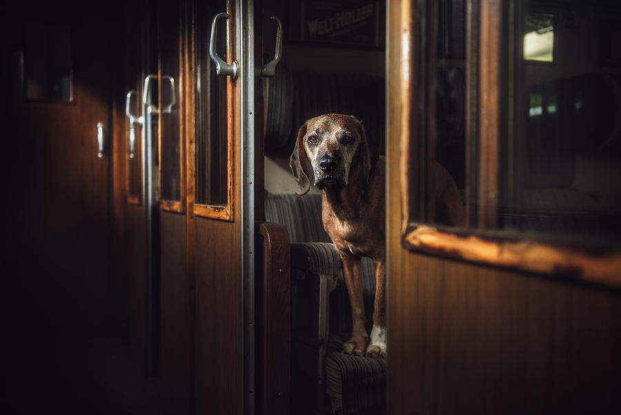 Dog Photograph - First Class by Heike Willers