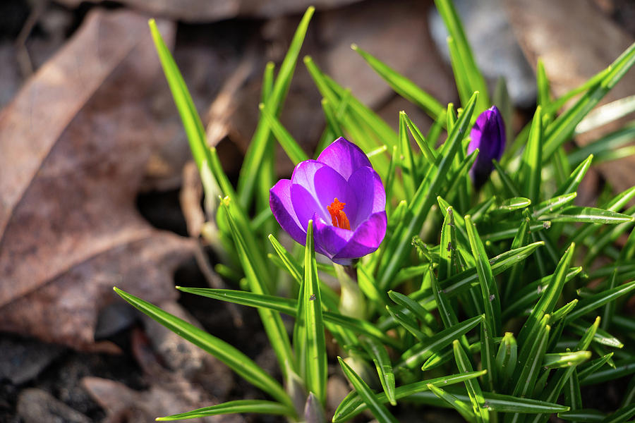 Croci Photograph - First Crocus of 2019 by Jeff Severson Croci Photograph - First Crocus of 2019 by Jeff Severson