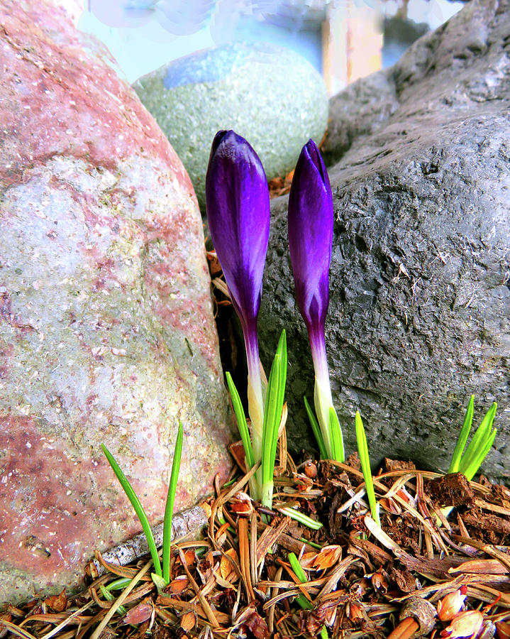 First Crocus of Spring Photograph by Marie Jamieson