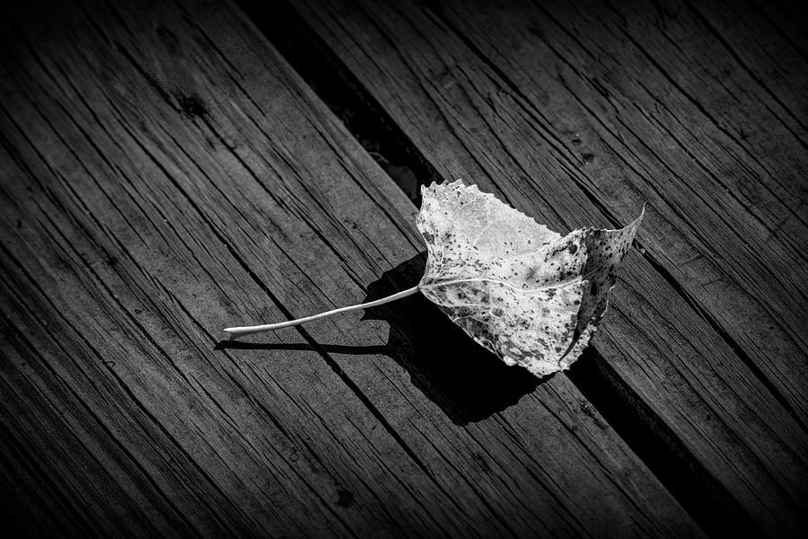 First Fallen Leaf of Autumn in Black and White Photograph by Randall Nyhof