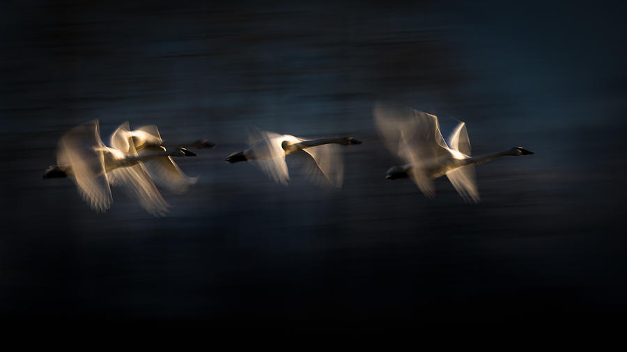 Swan Photograph - First Flight In The Morning by Katsu Uota