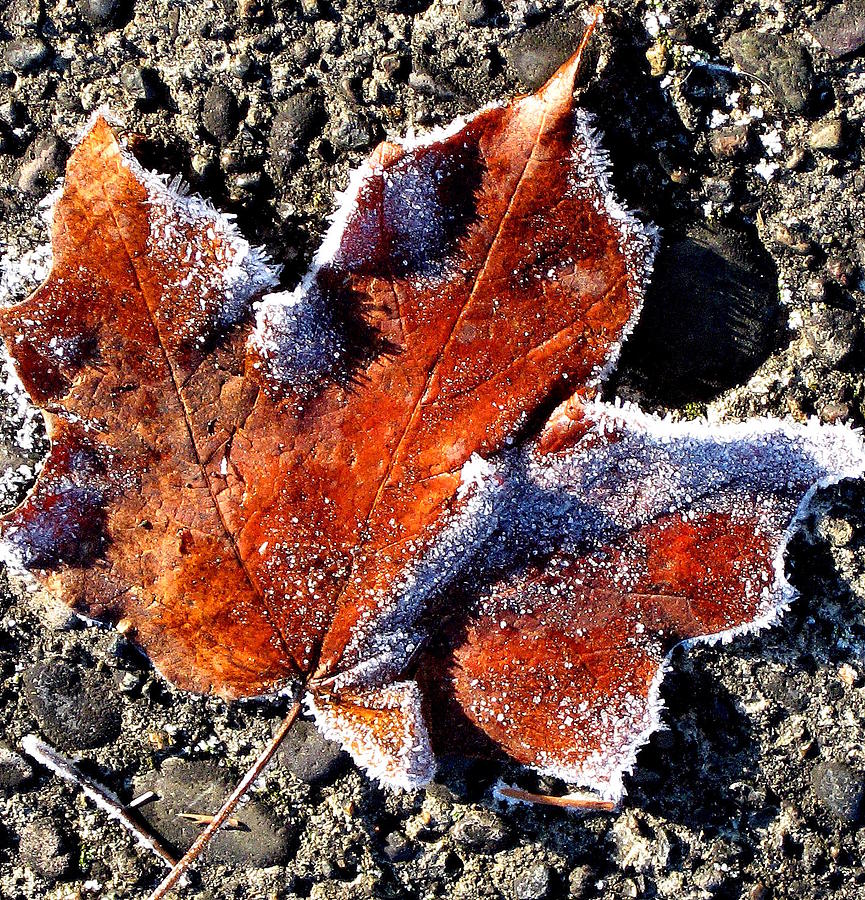 First Frost Photograph Photograph by Kimberly Walker