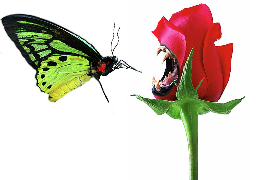 Butterfly Mixed Media - First Impressions by Dana Brett Munach