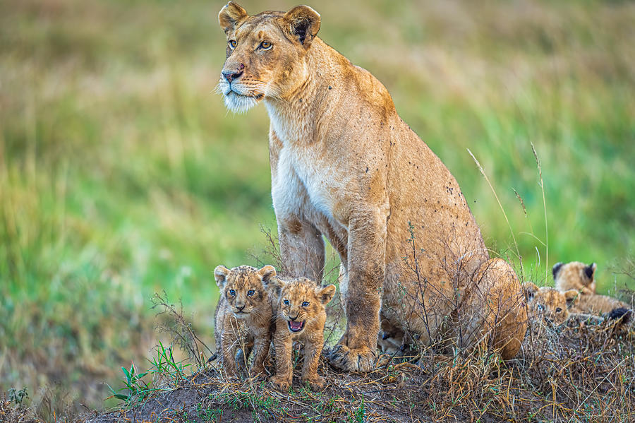 Lion Photograph - First Introduction To The Pride by Jeffrey C. Sink