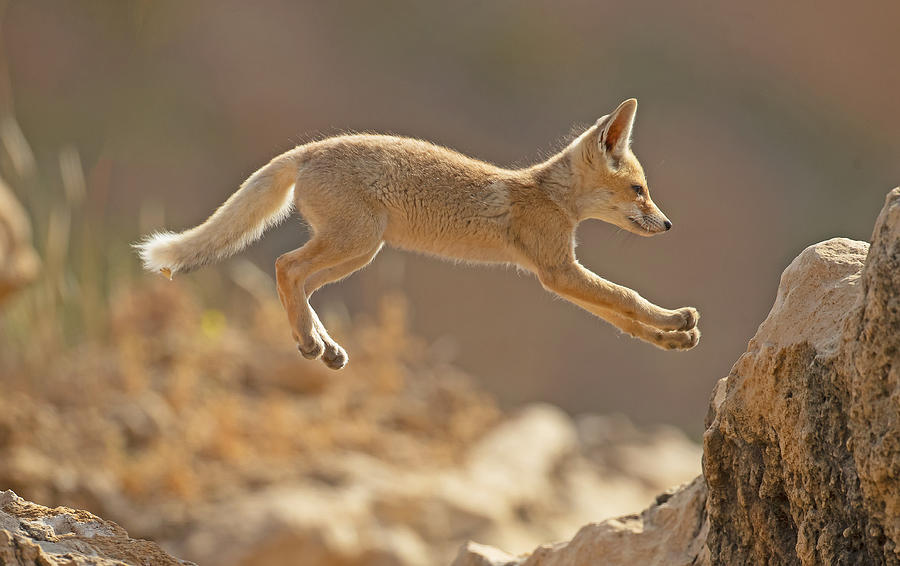 First Jump Of A Fox Cub Photograph by Shlomo Waldmann