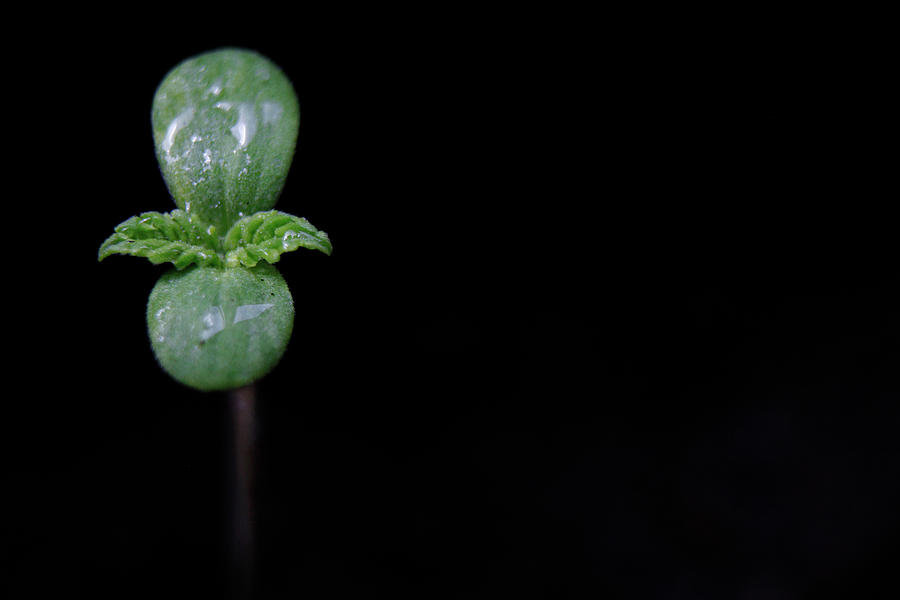 First Leaves Of  Hempcannabis Cannabis Photograph by Bertrand Demee