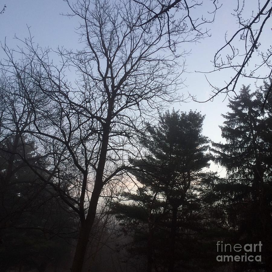 First Light and Fog Photograph by Frank J Casella