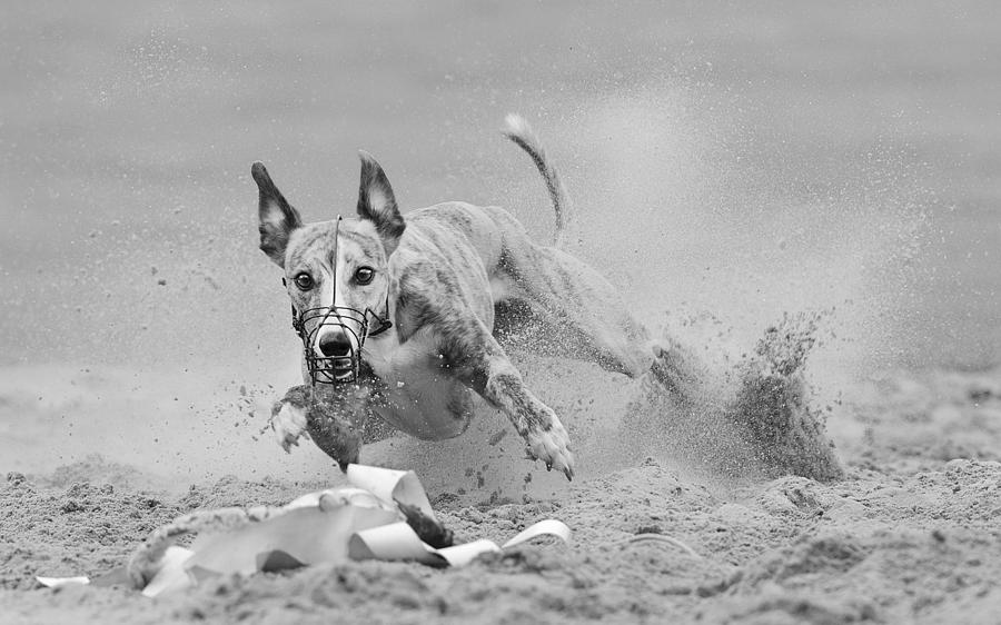 Black And White Photograph - First Race by Muriel Vekemans