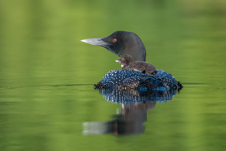 Loon Photograph - First Ride by Nick Kalathas