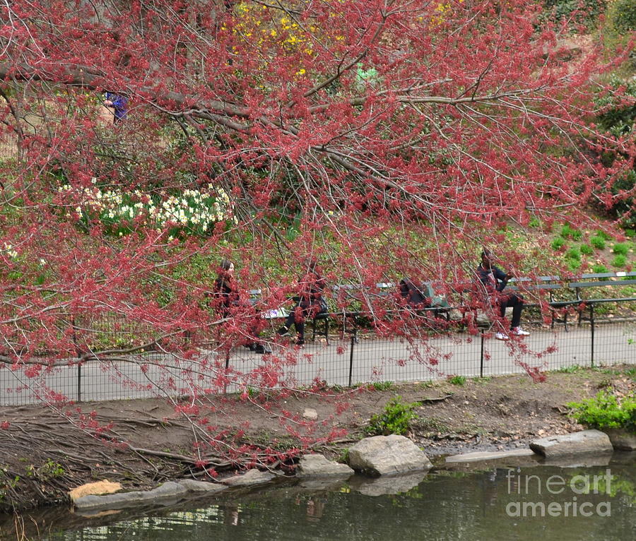 First Signs Of Spring - Central Park - Red Blossoms Photograph