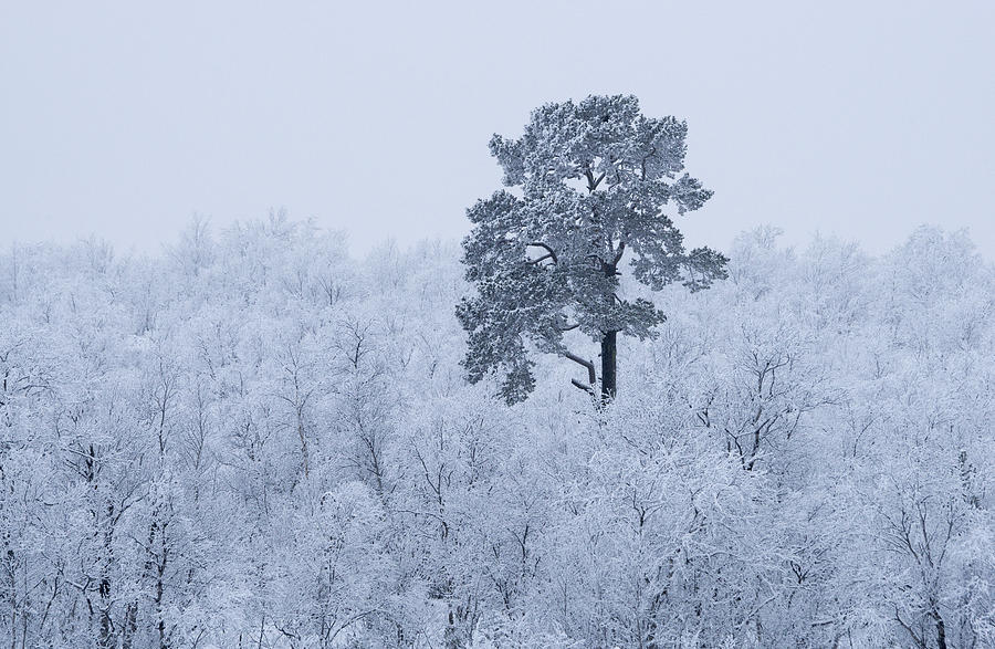 First Snow Photograph by Alexey Kharitonov