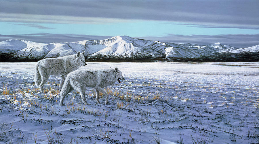 First Snow - Arctic Wolves Painting by Ron Parker - Fine Art America