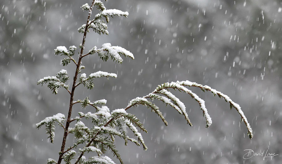 First Snow by David A Lane First Snow by David A Lane