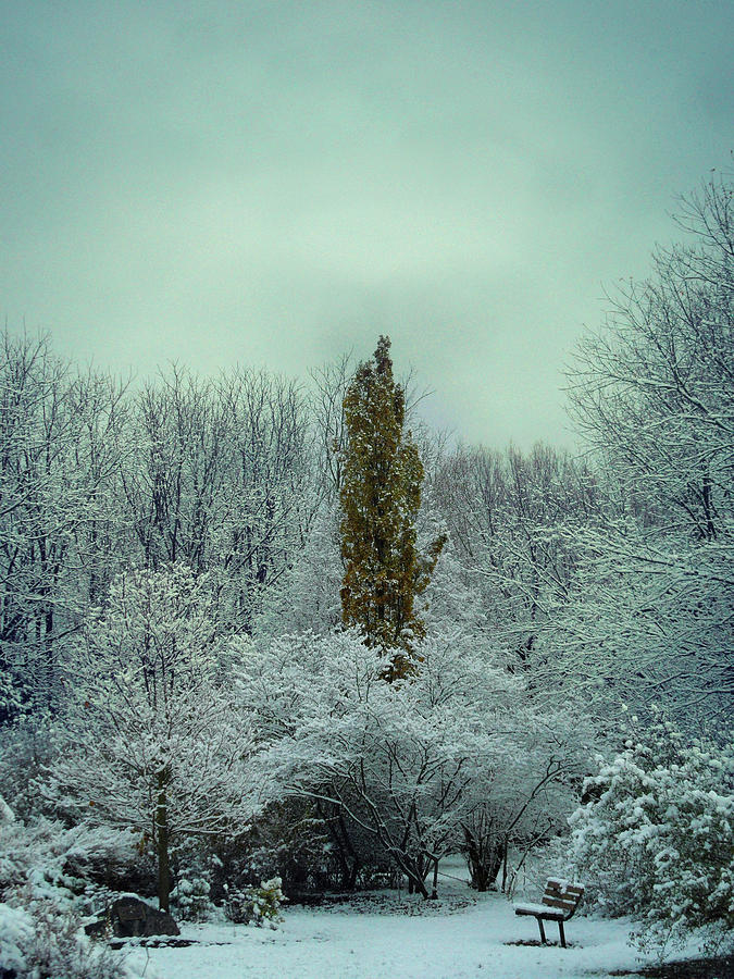 First Snow Fall 18 Photograph by Cyryn Fyrcyd