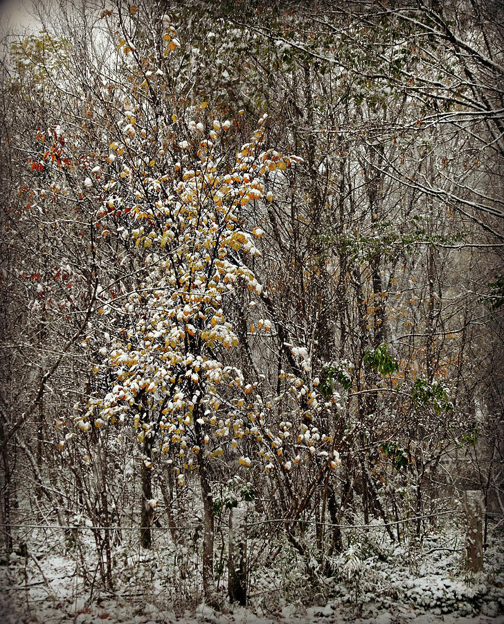 First Snow Fall 2 Photograph by Cyryn Fyrcyd