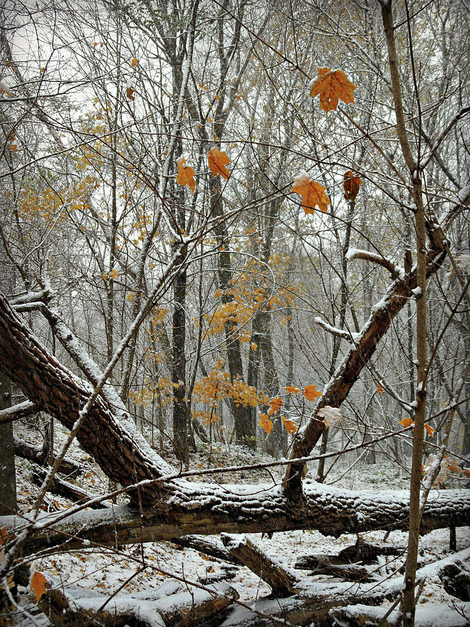 First Snow Fall 3 Photograph by Cyryn Fyrcyd